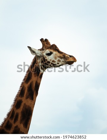 A tall giraffe looking from the side with the sky and clouds as the background 