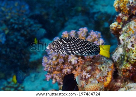 Spotted wrasse (Anampses meleagrides) in the Red Sea, Egypt.