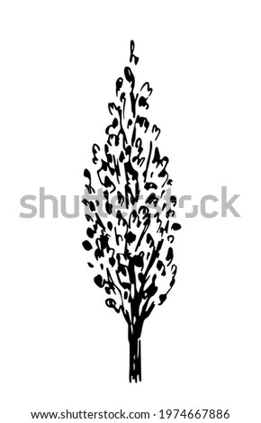 Simple hand-drawn vector drawing in black outline. Poplar tree isolated on white background. Summer nature. Landscaping, forest alley.