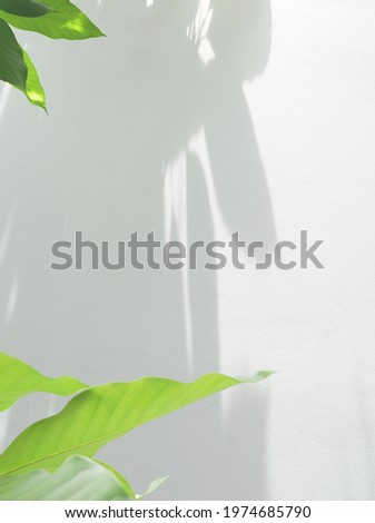 Leaves shadow and green leaves on white wall background, for overlay design on product presentation, mockup, posters, stationary, wall art