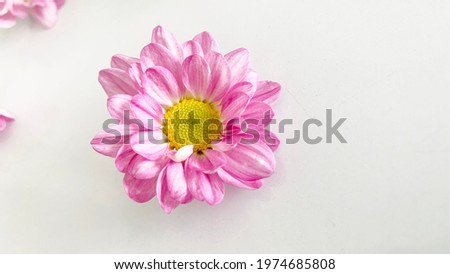 Pink flowers on a white background