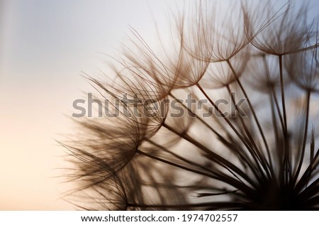 Abstract dandelion flower background. Seed macro closeup. Soft focus Royalty-Free Stock Photo #1974702557