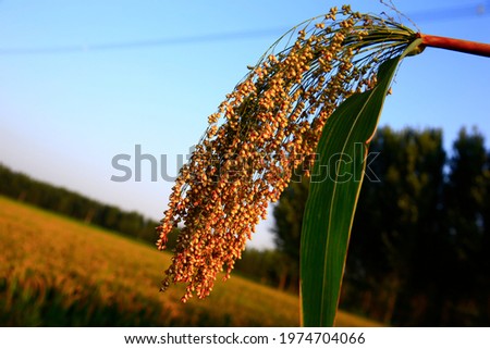 The mature sorghum, agricultural food,Close-up pictures
