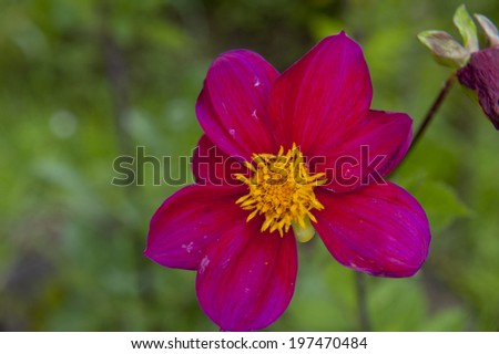 A red flower on a sunny day in the summer.