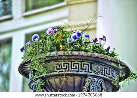 Flowered bed with pansy flowers in summer