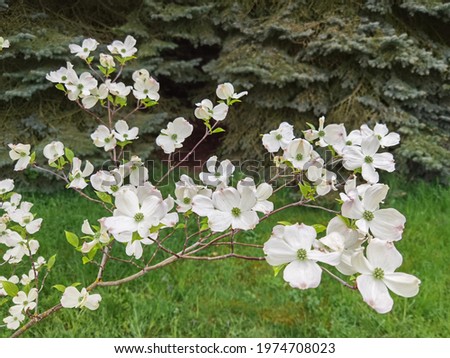 Cornus florida rubra tree with white flowers. Royalty-Free Stock Photo #1974708023