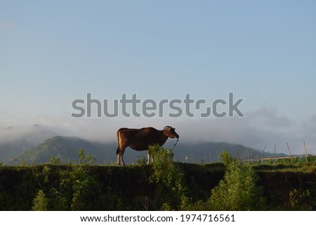 A cow is eating in the rice fields of the Flores people against the background of a hill