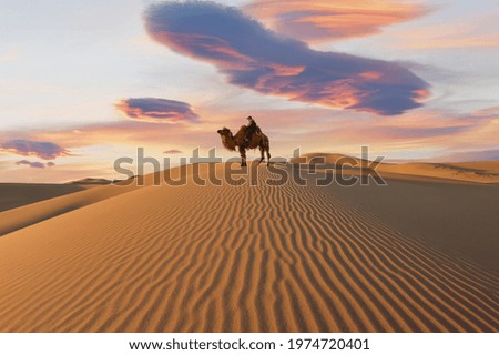 Camel going through the sand dunes on sunrise, Gobi desert Mongolia Royalty-Free Stock Photo #1974720401