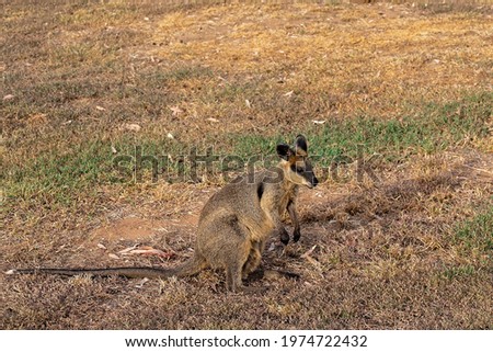 An Australian kangaroo sitting on the lawn in a country garden