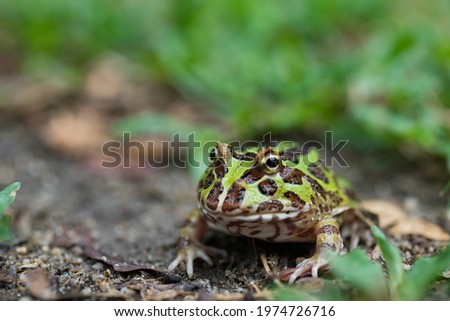 closeup argentine horned frog on ground 
 Royalty-Free Stock Photo #1974726716