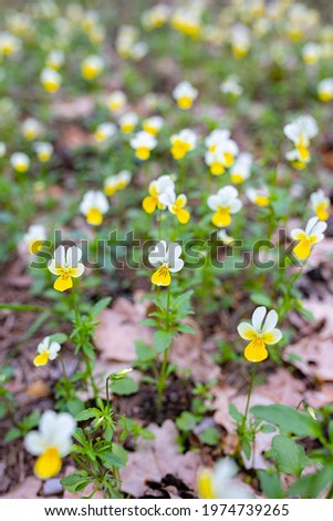 Abundant spring flowering of flowers "Viola arvensis" field violet, known by the common name field pansy.