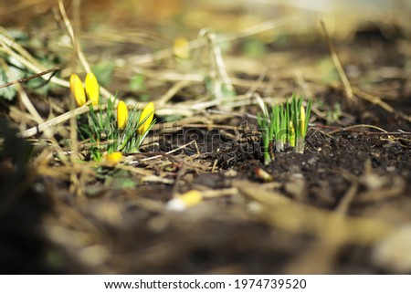 White and yellow crocuses in the country in spring. Bright spring flowers. Fresh joyous plants bloomed. The young sprouts.
