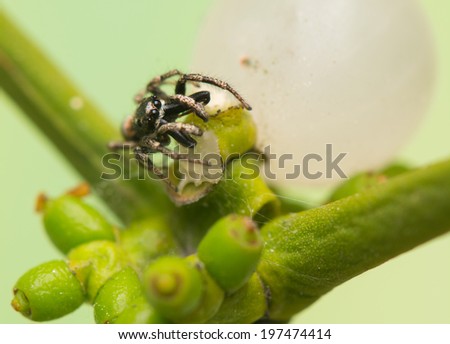 Jumping spider - Salticus scenicus