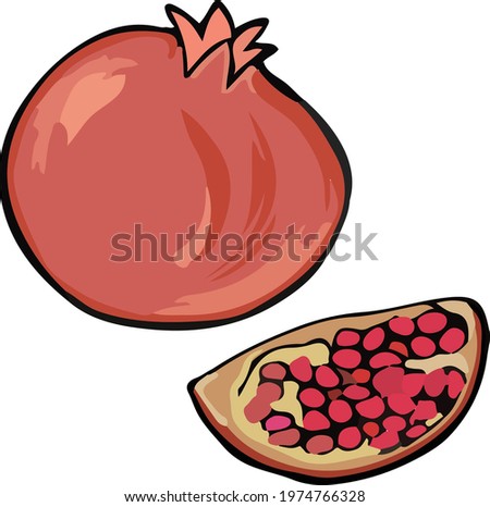Vector ripe fruit pomegranate, hand drawn vector, pomegranate sector