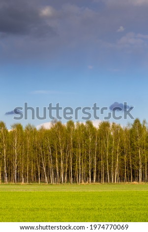 Border of birch forest and green meadow against the blue sky on a beautiful sunny day. Photo taken in natural daylight, sharp shadows.