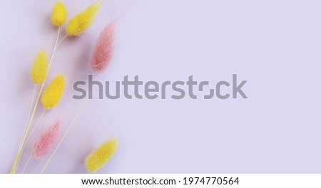 flower lagurus fluffy on colored background frame