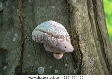 Fomes fomentarius mushroom growing on a tree