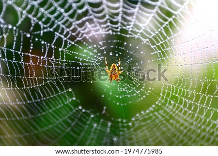 Common garden spider built net. Wet spider web, wet spider net. Royalty-Free Stock Photo #1974775985