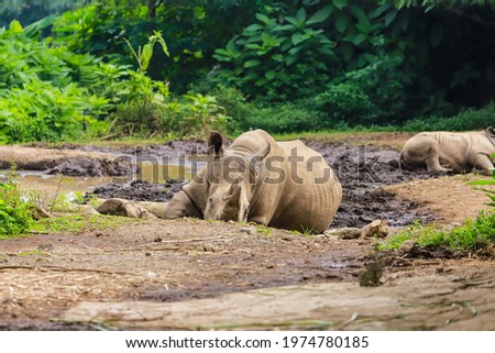 a rhino that is lazing in nature