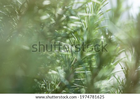 Blurred green summer grass background. Natural eco-friendly design. Layout for brochures, flyers, websites, signage. Mockup with an airy beautiful bokeh. The concept of spring, warmth, freshness