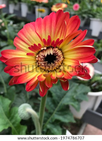 This is a photo of red and yellow flower