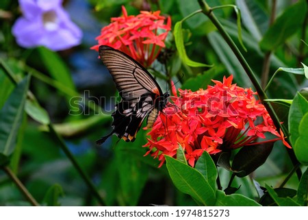 Beautiful butterfly on a red flower. butterfly sucking nectar from pollen.