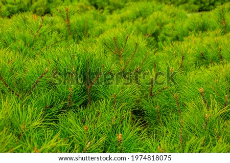 Young pine seedlings.The green tops of the Christmas tree.