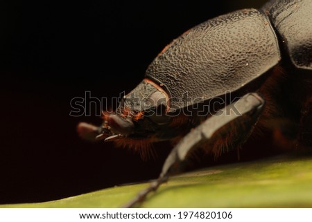 macro picture of a dung beetle with dark background