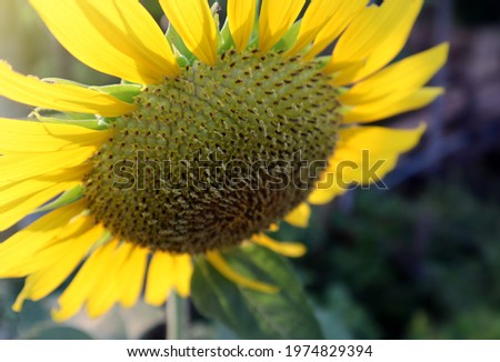 Sunlight shines through Behind the sunflower petals Bright golden yellow in extreme close-up. High-angle view, Beautiful nature, and soft focus.