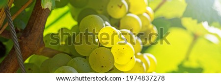 Gold grapes  in vineyard with sunlight  bokeh background. Ripe grape to make dry, semi-sweet, sweet, and sparkling white wines. Riesling wine, banner