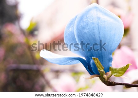 Beautiful delicate magnolia Blue Opal outdoors, closeup. Spring season