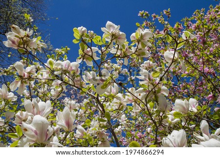 Magnolia blooming in the spring seen upwards against the blue sky