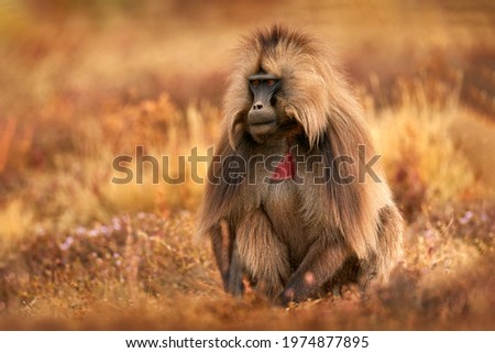 Gelada Baboon with open mouth with teeth. Simien mountains NP, gelada monkey, detail portrait, from Ethiopia. Cute animal from Africa. Cute endemic mammal in the nature habitat.
