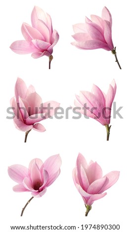 Set with beautiful magnolia flowers on white background. Vertical banner design