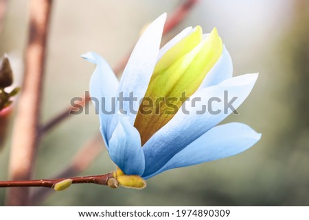 Beautiful delicate magnolia Blue Opal outdoors, closeup. Spring season