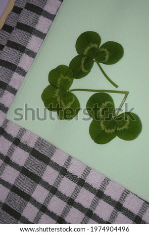  sprigs of green clover leaves on a light green background, Patrick day. High quality photo