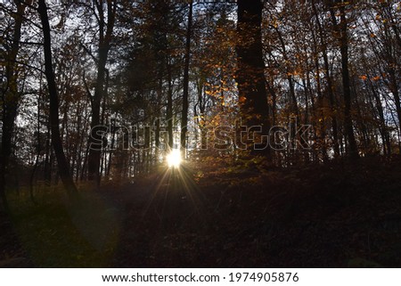 Sunny autumn day in forest