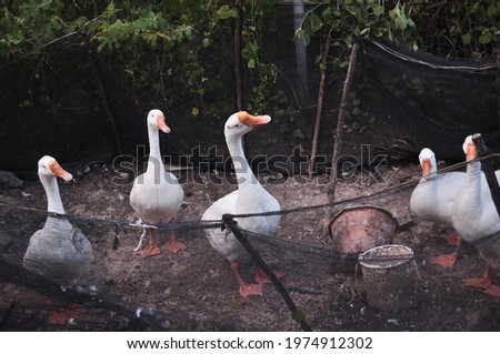 Some white geese as pets are waiting for food to be provided by the keeper.