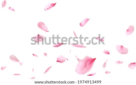 Beautiful sakura flower petals flying on white background. Banner design Royalty-Free Stock Photo #1974913499