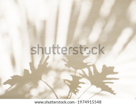 Abstract nature of palm leaves,monstera,philodendron shadows and  blurred background  reflect over concrete walls,can place your mock up or design here Royalty-Free Stock Photo #1974915548