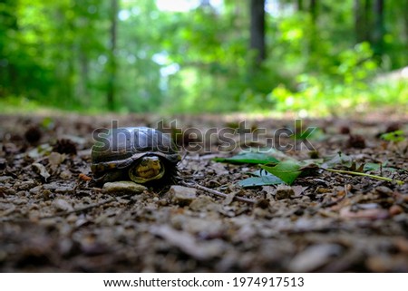 Eastern mud turtle (Kinosternon subrubrum) from a low angle with sunlit and out of focus forest in background Royalty-Free Stock Photo #1974917513