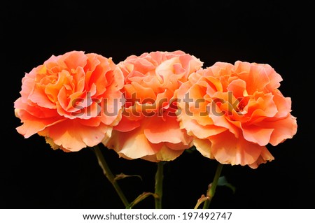 Spring rose of Japan  