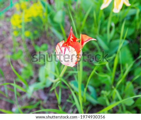 Spring garden, beautiful tulip rolled petals before sunset 
