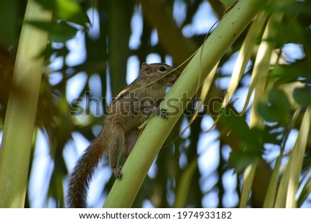 Hidden squirrel in the branches of a tree,  members of the family Sciuridae, a family that includes small or medium-size rodents. The squirrel family includes tree squirrels, ground squirrels, 