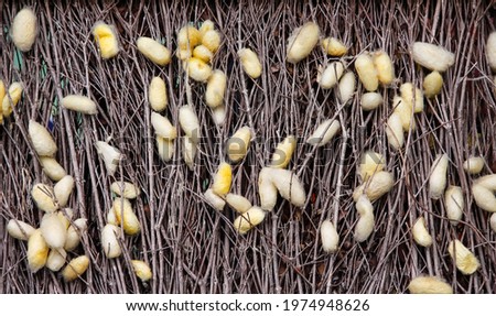 Gold silkworm net cocoons or bombyx mori on dry twigs nature background