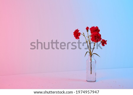 Red carnation bouquet in glass vase on pink and blue background. Copy space. Flower design. Empty text place. Business card. Memorial day. Minimalism. Happy celebration. Holiday decoration. Concept.