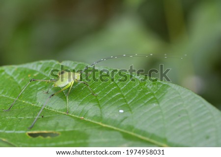 the great green bush-cricket ( long horned grasshopper)
