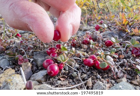 Harvest of ripe red low-bush cranberries, lingonberry, or partridgeberry, Vaccinium vitis-idaea, with bare fingers in alpine tundra Royalty-Free Stock Photo #197495819