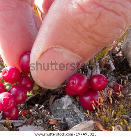Picking ripe red low-bush cranberries, lingonberry, or partridgeberry, Vaccinium vitis-idaea, with bare fingers Royalty-Free Stock Photo #197495825