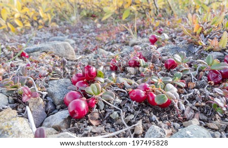 Ripe red low-bush cranberries, lingonberry, or partridgeberry, Vaccinium vitis-idaea, on dwarfed plants in alpine tundra Royalty-Free Stock Photo #197495828